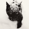 marcicat: (black cat in snow)