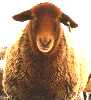 xap: redheaded sheep (a - sheep)
