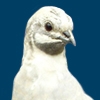 milletdreams: (Good morning everybirdie!)