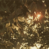 bulletcourier: golden sunlight sparkling through leaves (puppy eyes)