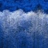 hhimring: frost on trees in sunlight (sun)