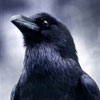 windandrain: (Form: Crow)