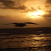 tanager: (away)