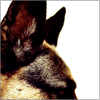 delight: dog ears (you're coming in loud & clear)