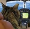 occuserpens: (cat pilot)