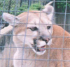 vik_thor: (puma)