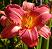 tolcath: A daylily flower. (Default)