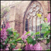 caporal: (Lilacs)