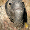 centralsgreatest: (seal)