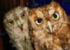 maziapa: (otus_scops)