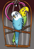 thagirion: (Budgies)