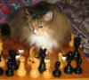 sibirian_cat: (шахматы)
