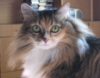 sibirian_cat: (о_о)
