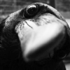 valkyriestears: (raven face)