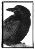 irrelative: (Craw)