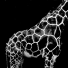 lux: © <lj site="livejournal.com" user="unapologise"> (giraffe)