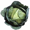 surei: (cabbage)