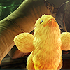 shanaqui: Sazh's chocobo chick from Final Fantasy XIII, being cute. ((Chocobo) Hee!)