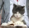 autographedcat: (cat with book)