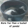 autographedcat: (More fun than a bucket of panda)