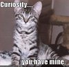 autographedcat: (curiosity - lolcat)