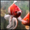 freddiefraggles: (feeeesh)