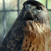 nothlit: (hawk ➢ attention)