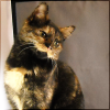 dreamiflame: Amelswit (Ame for short) in a lightbox, looking haughty. (personal|Ame is a diva)
