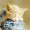 hellkitty: (cat kitten on yarn)