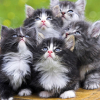 curledupkitten: (kittens!!!111)