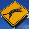 marcicat: (iriomote_cat_warning)