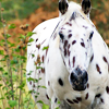 whatsupcroc: (☈ horse; see spot stare at yo punk ass)
