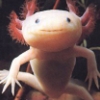 merisunshine36: (axolotl)