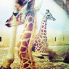 trillingstar: bebes | 2-3 giraffes lying around, focus on closest baby giraffe (gen giraffes)