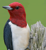 lileyo: A Red-headed Woodpecker, perched on a wooden stump and cocking its head. (Default)