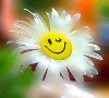 iburas: (ромашка)