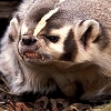 go_dog_go: a snarling badger (badass badger)