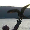 darkemeralds: A falcon taking flight from a falconer's arm (Falcon)