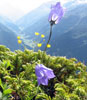 yoginka: (plants)