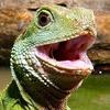 littulkittons: (happy lizard)