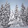 franklanguage: animation of christopher walken (Walken In a Winter Wonderland)