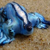 seaslug: (pic#5610291)