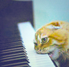 crackedcement: A cat, biting the keys of a piano (Kitteh)