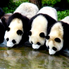 laurose8: (pandas)