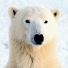 wildmage_daine: (polar bear calm)