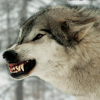 wildmage_daine: (wolf snarl)