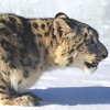 wildmage_daine: (snow leopard crouch)