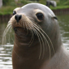 wildmage_daine: (sea lion chilling)