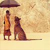 orm: (UMBRELLA: tiger temple)
