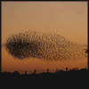 konsectatrix: (starlings II.)